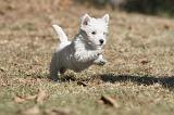 WESTIE 127